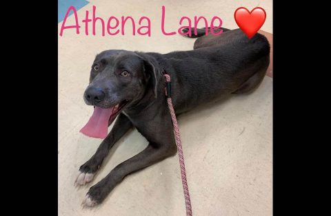 Athena is available at Montgomery County Animal Care and Control.