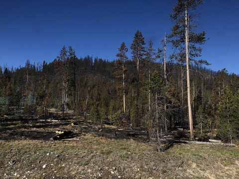 Fires are a natural part of the ecosystem in North American forests. However, their size and intensity is shaped by climate. (NASA)