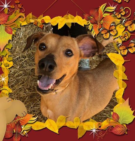 Stewart County Faithful Friends Animal Rescue - Alexander Stewart County Faithful Friends Animal Rescue - Alexander