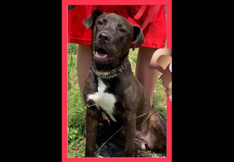 Stewart County Faithful Friends Animal Rescue - Fiona Stewart County Faithful Friends Animal Rescue - Fiona