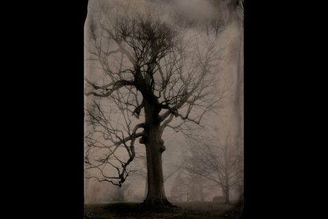 “Large Oak, Clarksville, Tennessee” by Susan Bryant of Clarksville, Tenn., digital print from scan of 5-inch by 7-inch collodion tintype, 2017. 