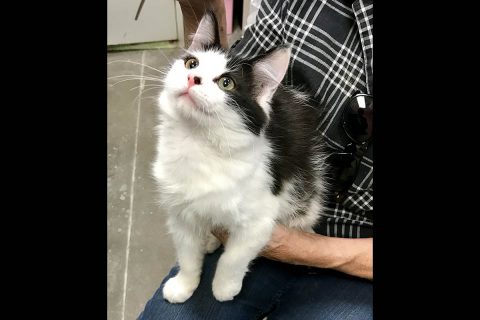 Cats Are Us - Steven Cats Are Us - Steven