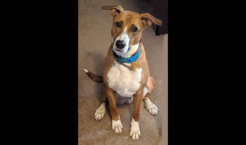 Companion Pet Rescue of Middle Tennessee - Barney Companion Pet Rescue of Middle Tennessee - Barney