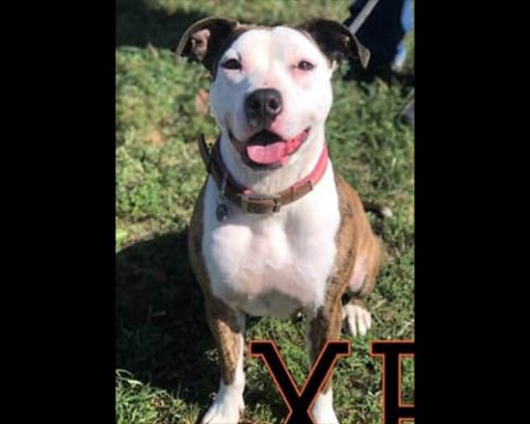 Companion Pet Rescue of Middle Tennessee - Xena Companion Pet Rescue of Middle Tennessee - Xena
