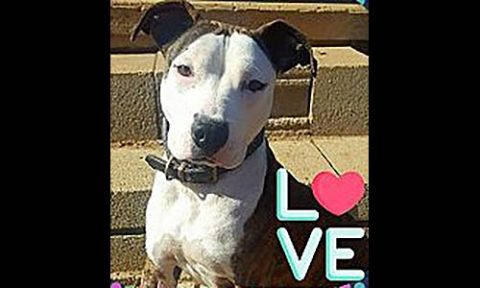 Companion Pet Rescue of Middle Tennessee - Xena Companion Pet Rescue of Middle Tennessee - Xena