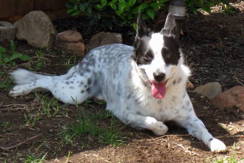 Dog ownership was associated with a 24% reduced risk of all-cause mortality and a 31% lower risk of death by heart attack or stroke compared to non-owners. (American Heart Association) Dog ownership was associated with a 24% reduced risk of all-cause mortality and a 31% lower risk of death by heart attack or stroke compared to non-owners. (American Heart Association)
