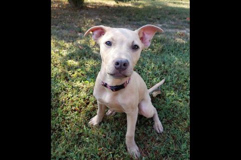 Carley Rae is available at the Humane Society of Clarksville-Montgomery County. Carley Rae is available at the Humane Society of Clarksville-Montgomery County.