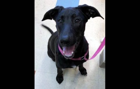 Montgomery County Animal Care and Control - Dzuma Montgomery County Animal Care and Control - Dzuma