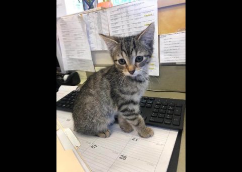 Kailash is available now at the Montgomery County Animal Care and Control .