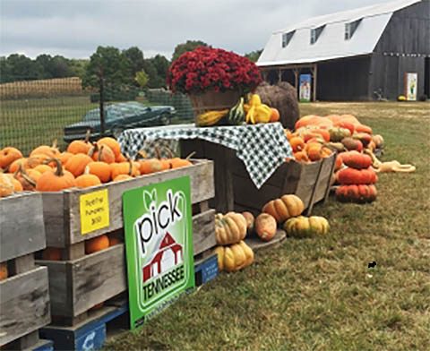 Many Tennessee farms are not only providing fun, they are educating the communities around them. 