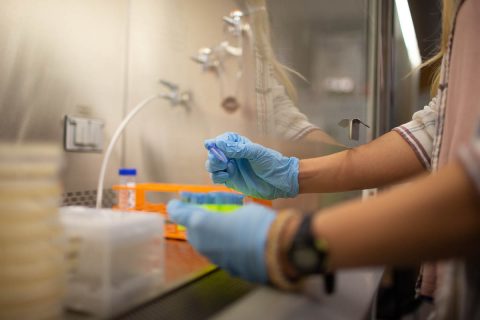 Austin Peay State University's Gabrielle Rueff works with her phage and bacteria samples. (APSU)