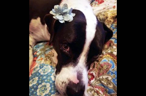 Companion Pet Rescue of Middle Tennessee - Daisy