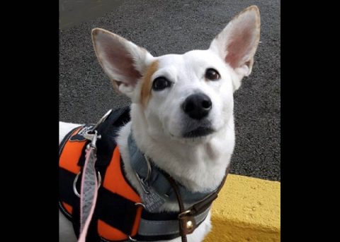 Dover Humane Society - Maggie Dover Humane Society - Maggie