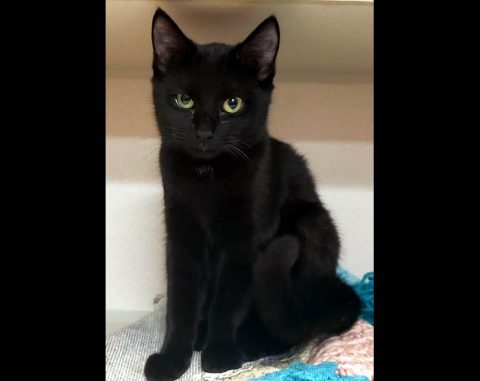 Montgomery County Animal Care and Control - Evelyn