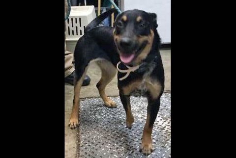 Montgomery County Animal Care and Control - Jill Montgomery County Animal Care and Control - Jill