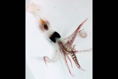 Tiny creatures such as small squid, fish and krill are part of the massive vertical migration pattern in the ocean that has now been measured around the world from space. (Chandler Countryman)