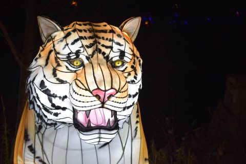 Zoolumination: Chinese Festival of Lights. (Nashville Zoo)