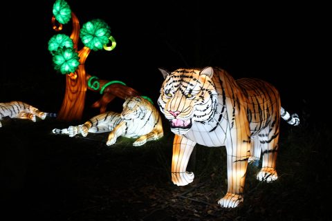 Zoolumination: Chinese Festival of Lights. (Nashville Zoo)