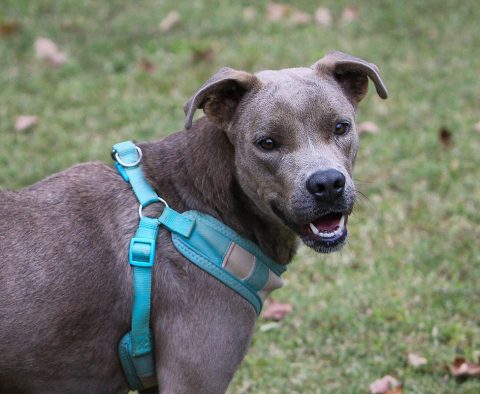 Sagley's Biker Bully Farm - Duchess