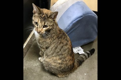 Cats Are Us - Bell Cats Are Us - Bell