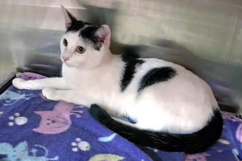 Max is available at Cats Are Us. Max is available at Cats Are Us.