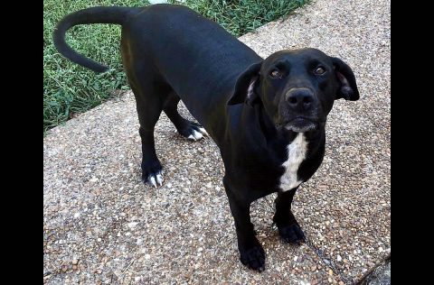 Dover Humane Society - Jerry Dover Humane Society - Jerry