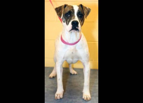 Montgomery County Animal Care and Control - Addison