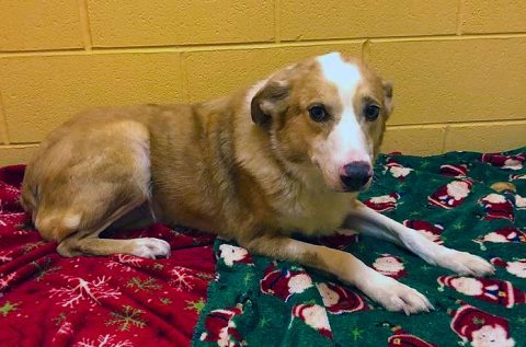 Montgomery County Animal Care and Control - Aussie