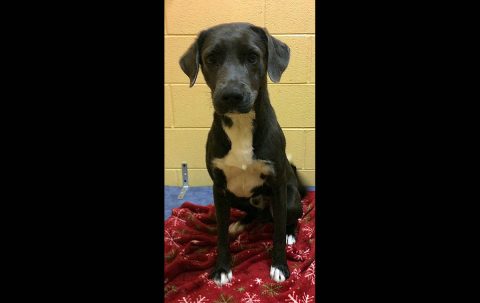 Montgomery County Animal Care and Control - Grim