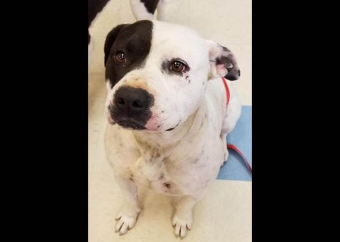 Montgomery County Animal Care and Control - Spud Montgomery County Animal Care and Control - Spud