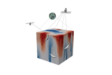 This 3D schematic shows how a tagged elephant seal collects data by swimming long distances and diving to great depths through turbulent waters near Antarctica. Satellite data are used to identify characteristics of the waters through which the seals swim. The blue represents cold, dense water; the red areas are less dense and typically warmer. (Tandi Reason Dahl)