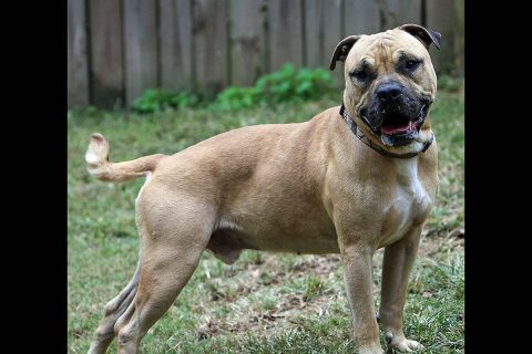 Hulk is available at Sagley's Biker Bully Farm. Hulk is available at Sagley's Biker Bully Farm.