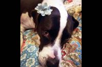 Companion Pet Rescue of Middle Tennessee – Daisy