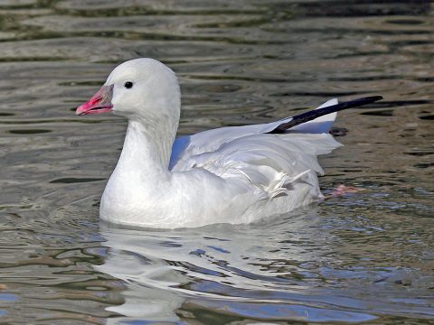 TWRA says Permit Application now available for 2020 Free Light Goose Conservation Season.