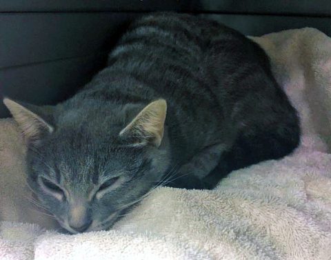 Humane Society of Clarksville-Montgomery County - Scaredy Cat