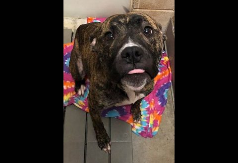 Montgomery County Animal Care and Control - Ember