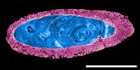 An image of a zircon grain showing exceptional recrystallization texture due to the impact. (NASA)