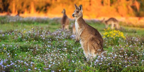 Nashville Zoo To Provide Support To Australian Wildfire Relief Efforts. (Nashville Zoo)