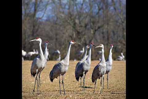 Annual Tennessee Sandhill Crane Festival in 2021 to be replaced with Online "Celebration of Cranes"