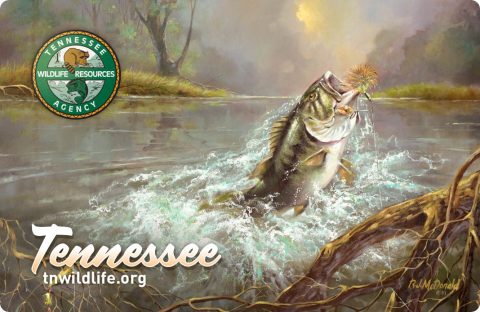 Tennessee Fishing License