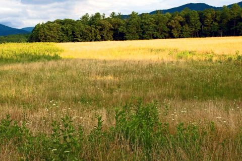 Tennessee Grasslands