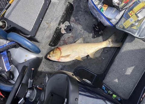 Silver Carp has been confirmed by TWRA on Chickamauga Lake.
