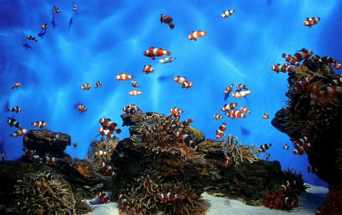 Clownfish are a good example of just how weird sex can be in the animal world. (Danny de Bruyne/FreeImages) 