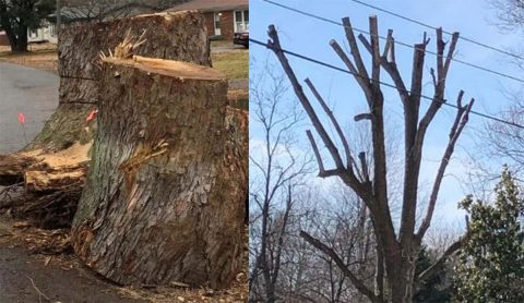 Spring Cleanup Don'ts: During the annual Spring Cleanup, the Clarksville Street Department will not pick up tree stumps, tree limbs from topped trees, or limbs trimmed by a commercial company.