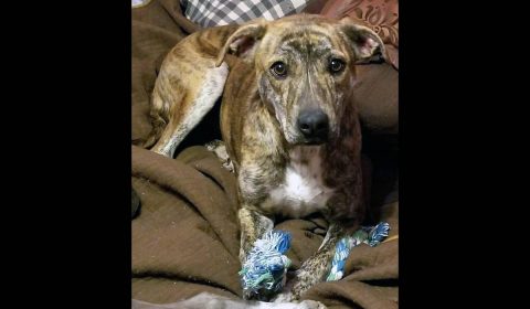 Companion Pet Rescue of Middle Tennessee - Sherman Companion Pet Rescue of Middle Tennessee - Sherman