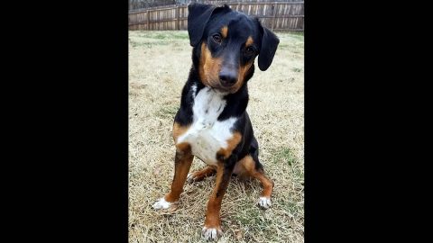 Stark is available at Companion Pet Rescue of Middle Tennessee. Stark is available at Companion Pet Rescue of Middle Tennessee.