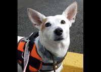 Dover Humane Society – Maggie