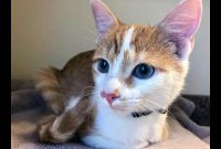 Humane Society of Clarksville-Montgomery County – Mufasa