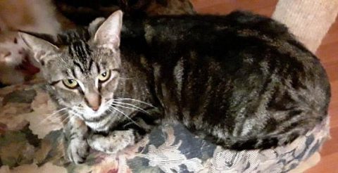 Humane Society of Clarksville-Montgomery County - Nellie Humane Society of Clarksville-Montgomery County - Nellie