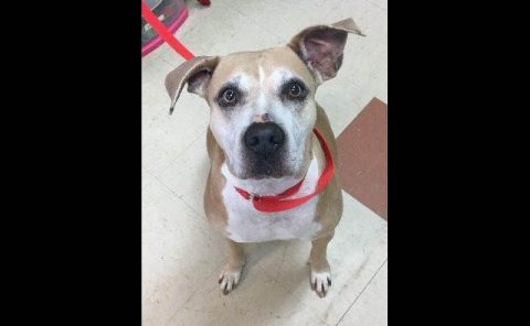Montgomery County Animal Care and Control - Fergie Montgomery County Animal Care and Control - Fergie